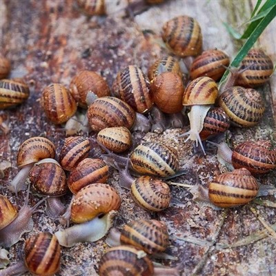 Szklarnia ślimaków