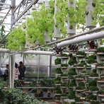Rolniczy system hydroponiczny